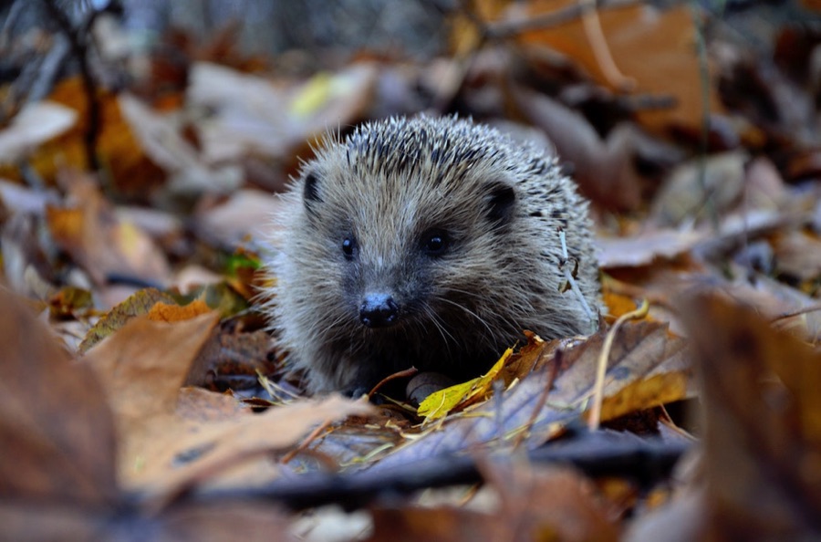 Hedgehog in autumn leaves