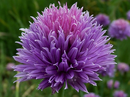 Chives, Felixstowe nature reserve