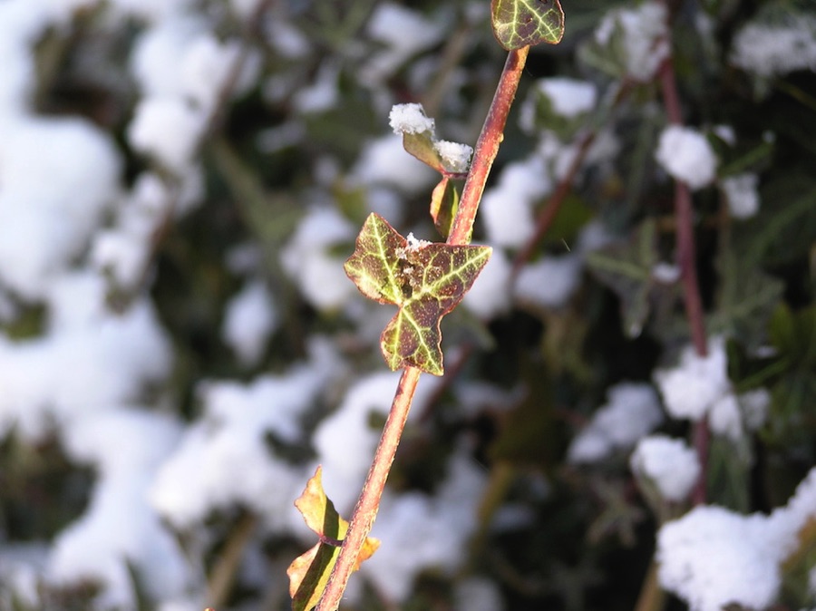 ivy in snow