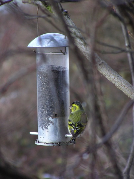 siskin in a feeder