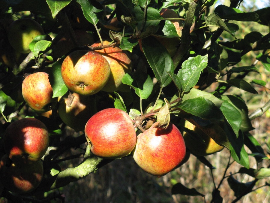 Apples on a tree