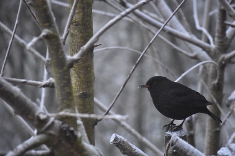 Blackbird