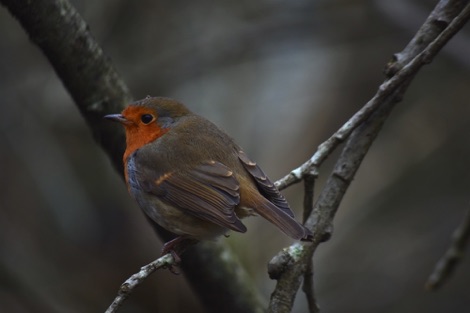 Robin
