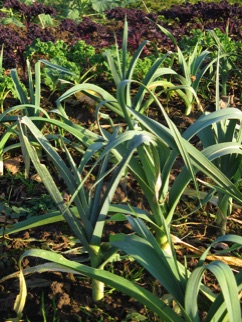 leeks