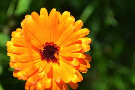marigold