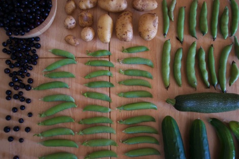 Harvest table