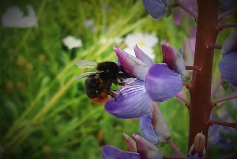 Bee on flower, Felixstowe nature reserve