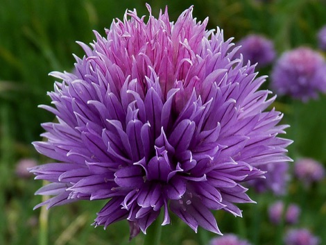 Chives, Felixstowe nature reserve