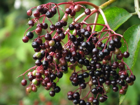 Elderberries