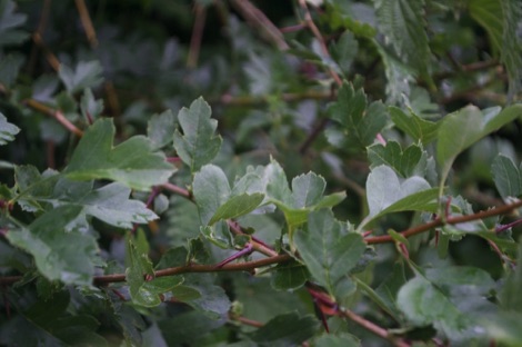Hawthorn