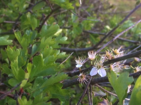Hawthorn