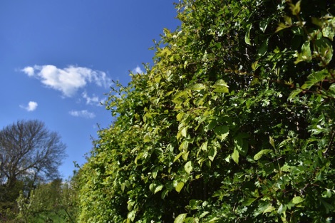 Hedge