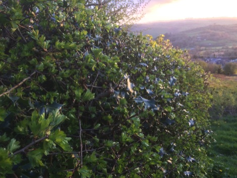 Hedgerow