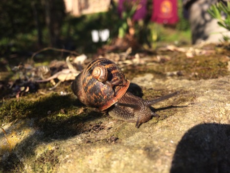 Snails