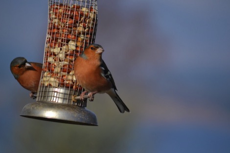 Chaffinches on feeder