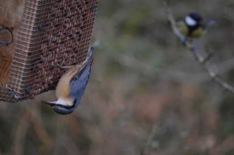 Nuthatch on feeder