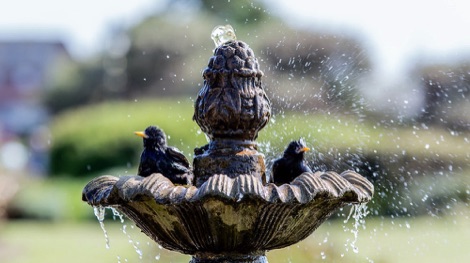 Birds in a birdbath