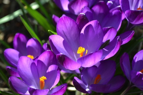 Crocus