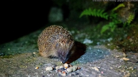 Hedgehog