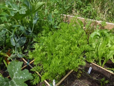 square foot garden crops