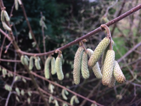 Catkins