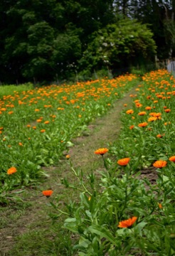 Calendula flowers