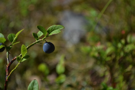 Bilberries