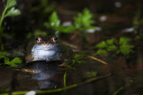 Frog in pond