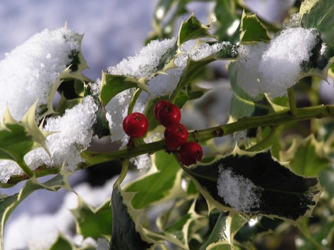 Holly in snow