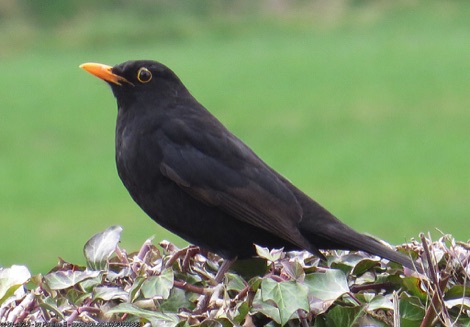 Blackbird
