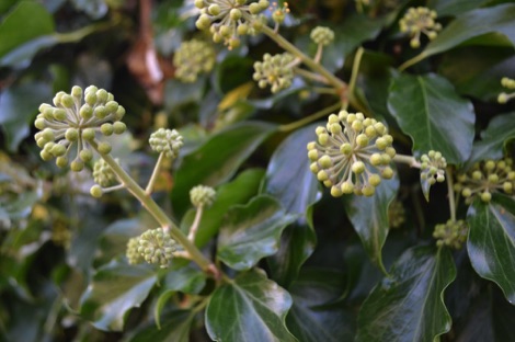 ivy
