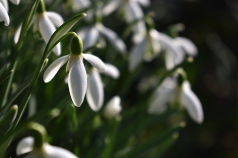 Snowdrops