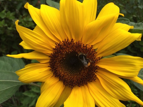 Bumblebee on sunflower