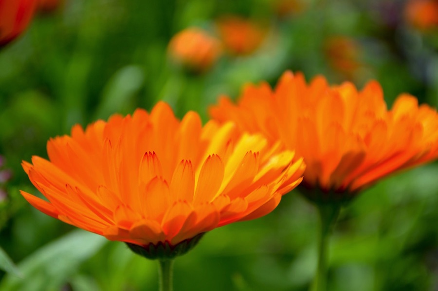 Calendula flowers