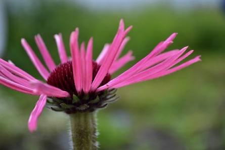 Echinacea flower