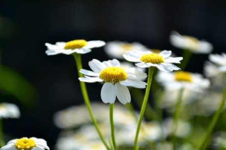 Chamomile flowers