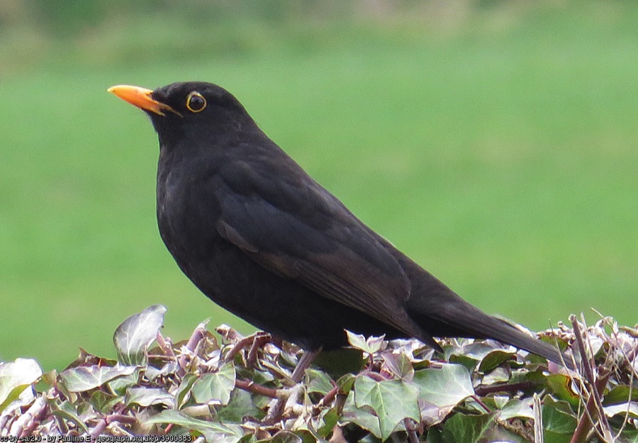 Blackbird