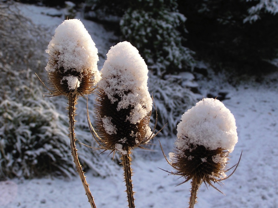 Teasels in snow