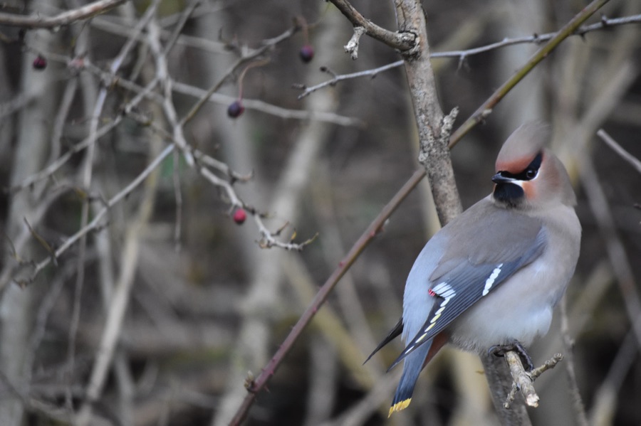 Waxwing sitting on a branch