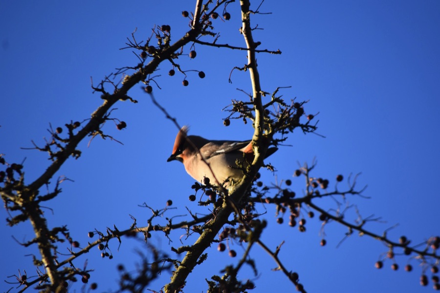 Waxwing against blue sky