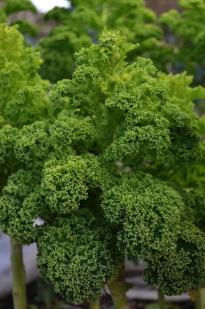 kale