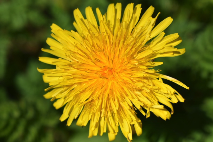 Yellow dandelion flower