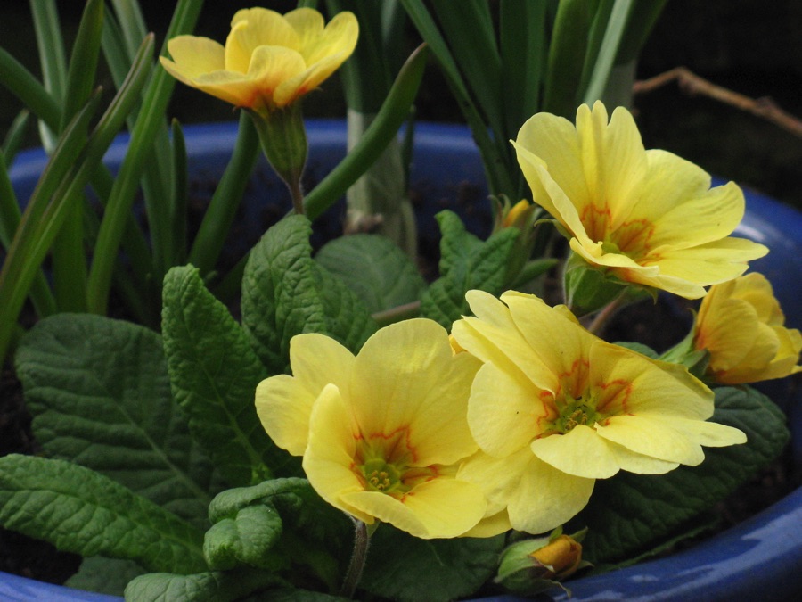 Primroses in a blue pot