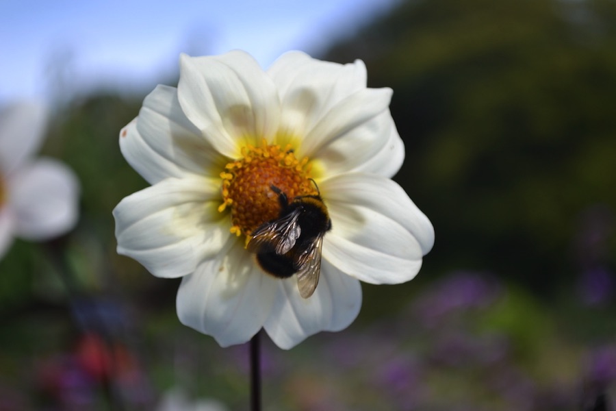 bumblebee on flower