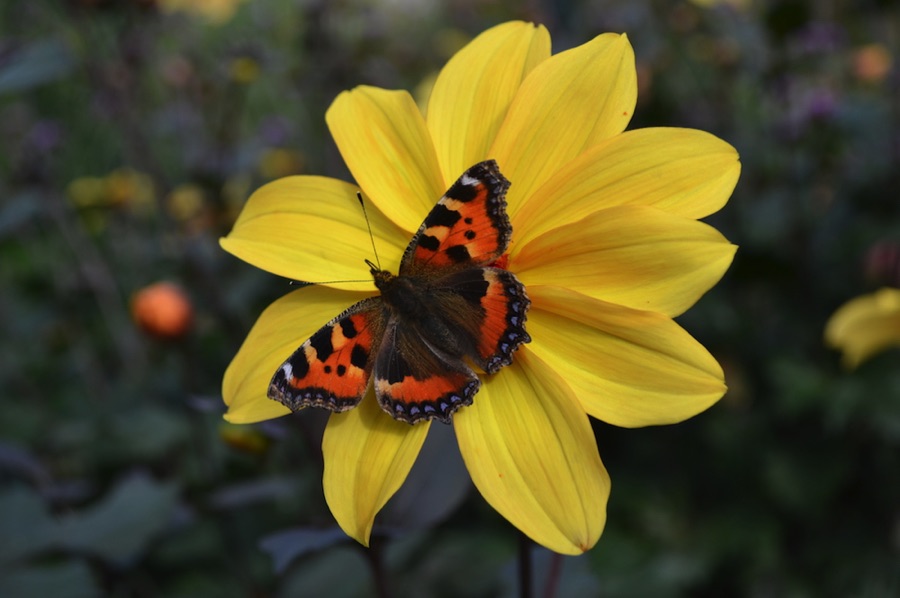 Tortoiseshell butterfly on yellow flower