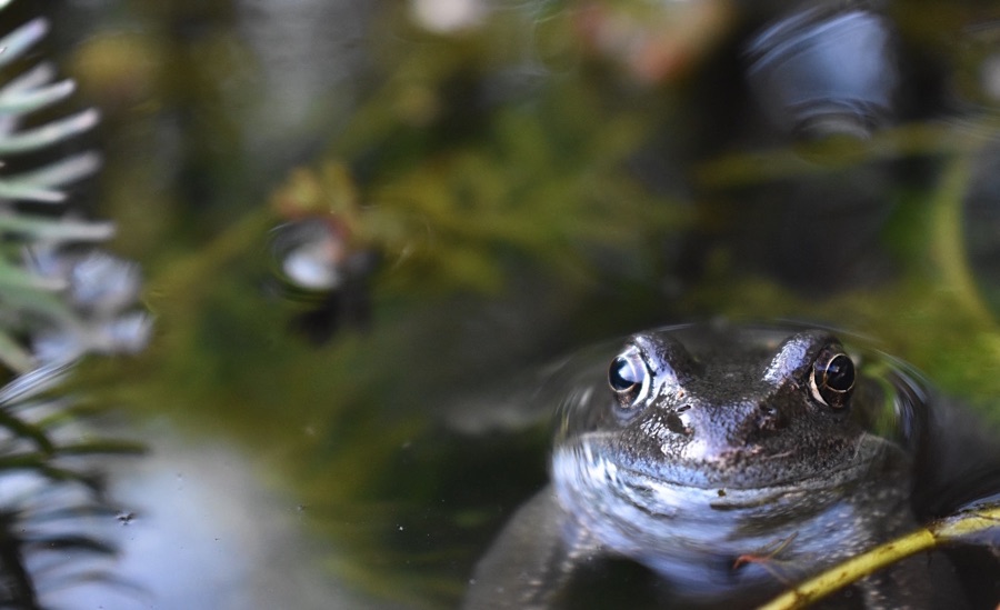 Frog in a pond
