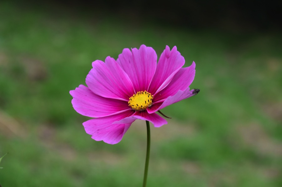 Pink cosmos flower