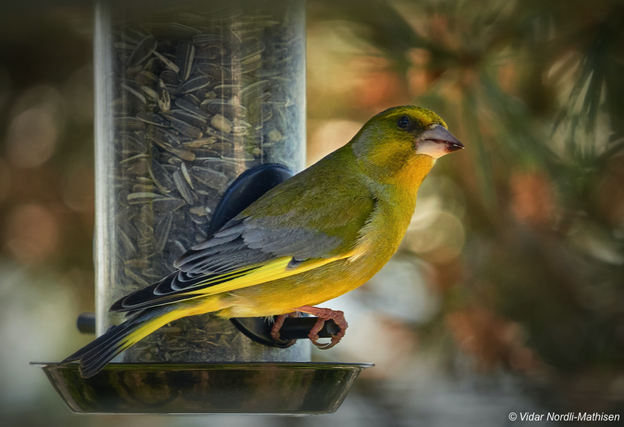 Greenfinch on a bird feeder