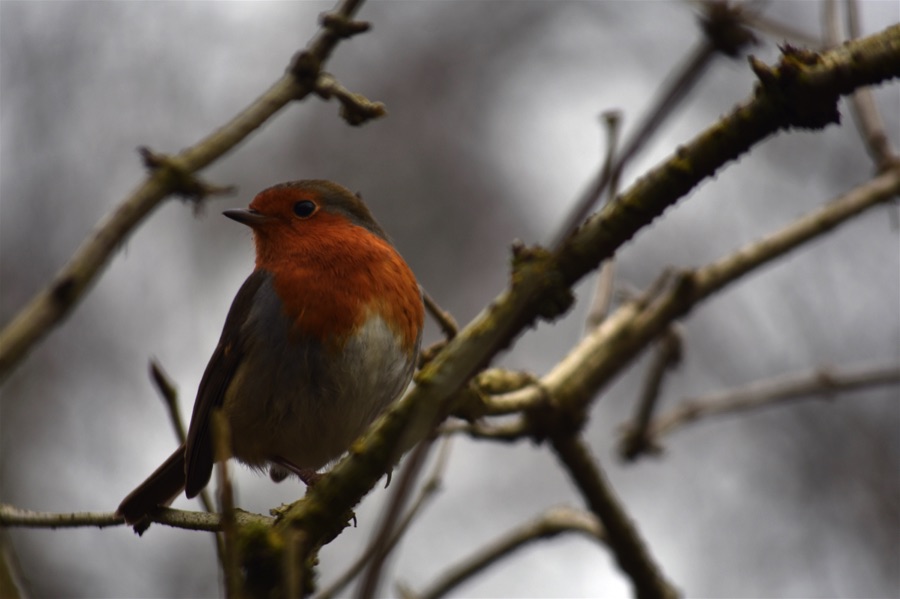 Robin