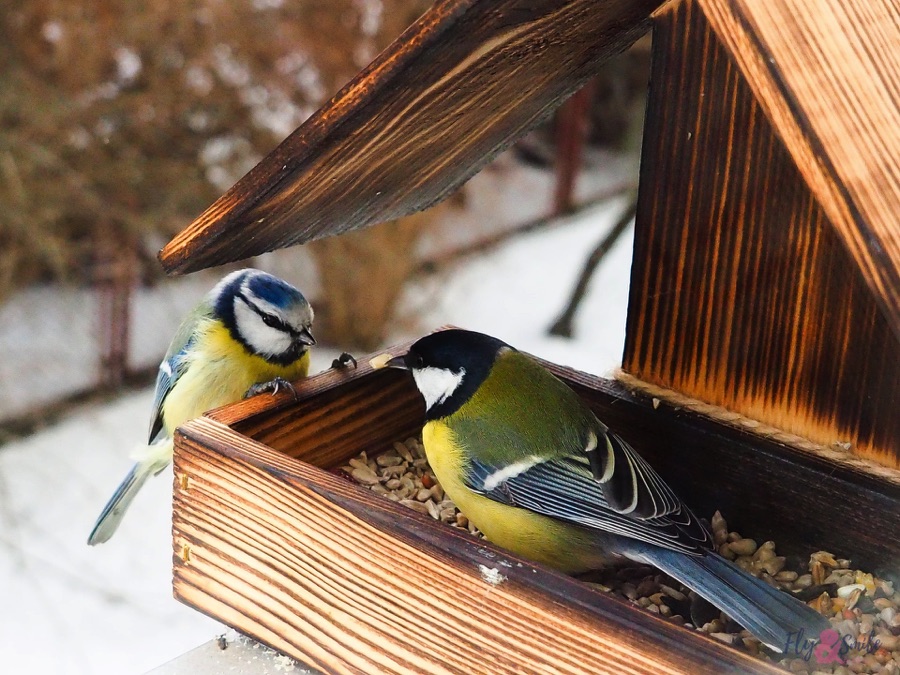 Blue tit and great tit on a bord feeder